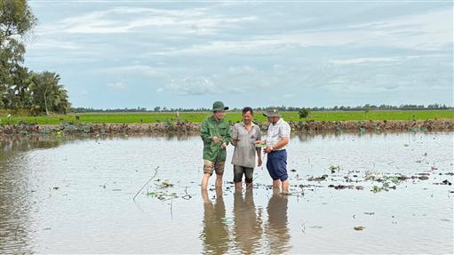 PGS.TS ĐỖ PHÚ TRẦN TÌNH: “BỆNH CHẠY DÂY, THỐI NGÓ LÀ NÚT THẮT CỔ CHAI CỦA CHUỖI GIÁ TRỊ SEN ĐỒNG THÁP”